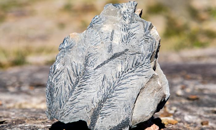 A plant fossil sat on a rock with intricate spikey detail.